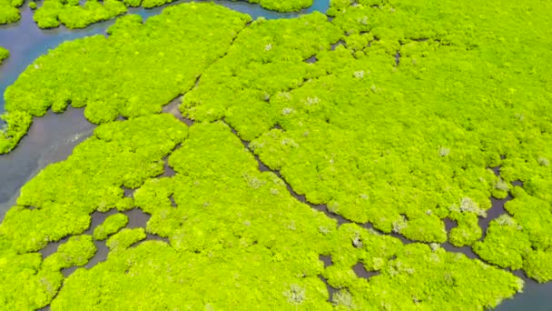 Groene mangroven. Bohol, Filipijnen. — Stockvideo