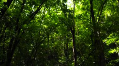 Yeşil orman manzarası. Bilar İnsan Yapımı Ormanı. Bohol, Filipinler.