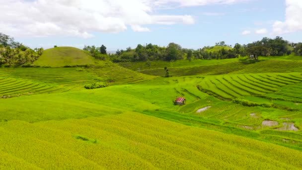 Beautiful rice terraces. Bohol, Philippines. — Stock Video