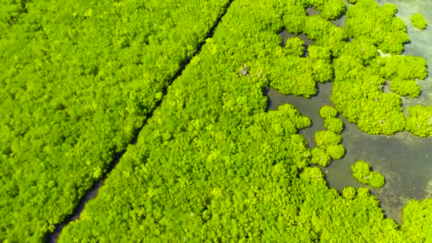 Des mangroves vertes. Bohol, Philippines. — Video