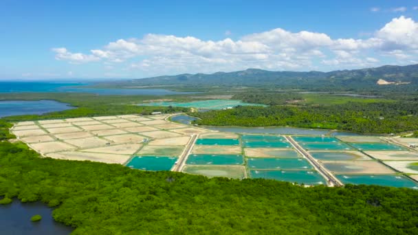 L'élevage de crevettes aux Philippines. — Video