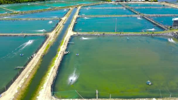 L'élevage de crevettes aux Philippines. — Video