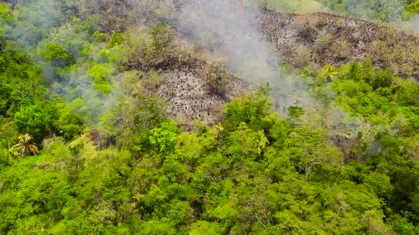 Fogo florestal na floresta tropical. Bohol, Filipinas. — Vídeo de Stock