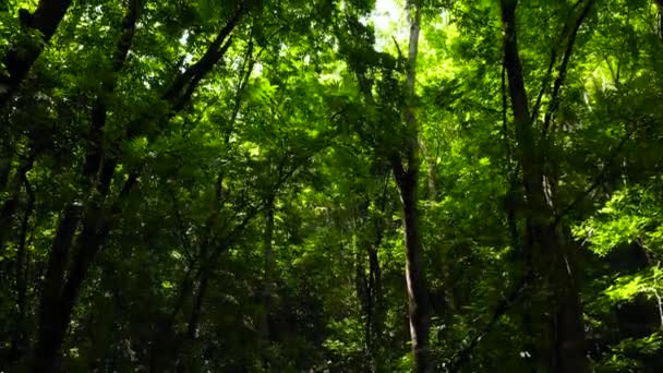 Groen boslandschap. Bilar door de mens gemaakt bos. Bohol, Filipijnen. — Stockvideo