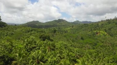 Filipinler 'deki Yağmur Ormanları.