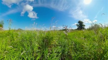 Yaz otlağıyla manzara.