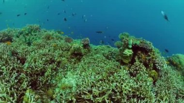 Mercan resifi ve tropikal balıklar su altında. Bohol, Panglao, Filipinler.