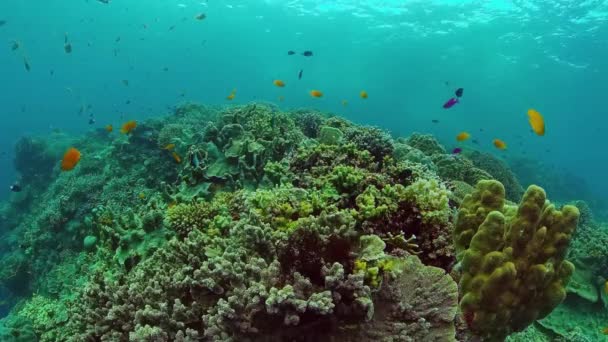 Коралловый риф и тропическая рыба. Панглао, Филиппины. — стоковое видео