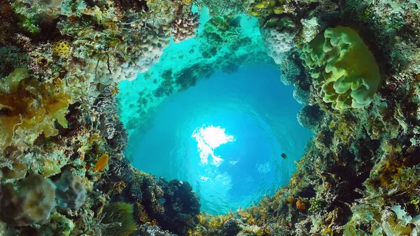 Recifes de coral e peixes tropicais. Bohol, Filipinas. — Fotografia de Stock