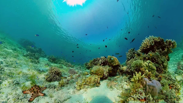 Arrecife de coral con peces bajo el agua. Filipinas. — Foto de Stock