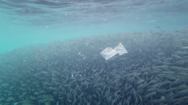 Schwarm von Sardinen im Meer. Bohol, Philippinen. — Stockvideo