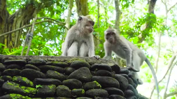 Monkeys in the forest. Bali, indonesia. — Stock Video