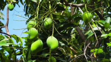 Mango ağaçta, Bali, Endonezya.