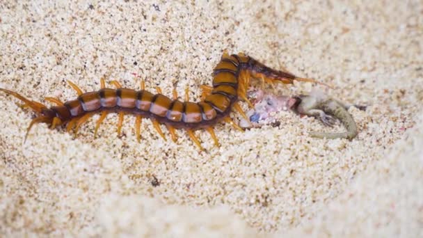 Centipede, Scolopendra їсть гекона на піску. — стокове відео