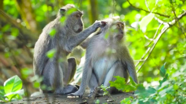 Monos en el bosque. Bali, indonesia. — Vídeos de Stock