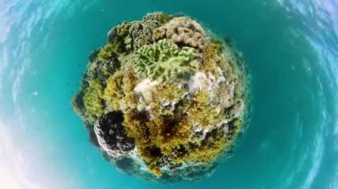 Suyun altında balıklı mercan kayalıkları. Camiguin, Filipinler