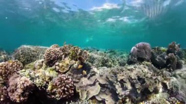 Suyun altında balıklı mercan kayalıkları. Camiguin, Filipinler