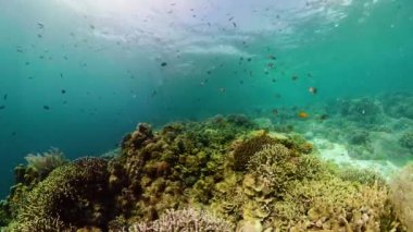 Mercan kayalıkları ve tropikal balıklar. Camiguin, Filipinler