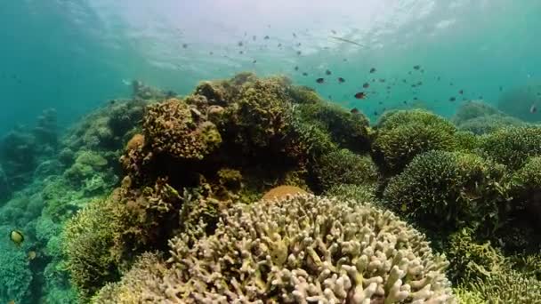 Κοραλλιογενή ύφαλο και τροπικά ψάρια. Camiguin, Φιλιππίνες — Αρχείο Βίντεο