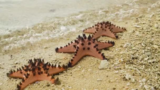 Stella marina su una spiaggia tropicale. — Video Stock