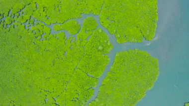 Mangrove ormanının ve nehrin havadan görünüşü.