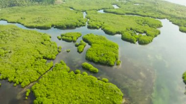 Mangrove ormanının ve nehrin havadan görünüşü.