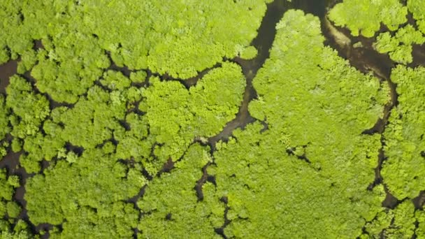 Luchtfoto van Mangrove bos en rivier. — Stockvideo