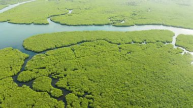 Mangrove ormanının ve nehrin havadan görünüşü.