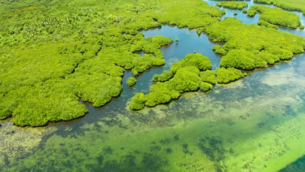 Veduta aerea della foresta di mangrovie e del fiume. — Video Stock