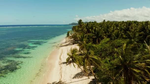 Tropikalna plaża z palmami., widok z powietrza. — Wideo stockowe
