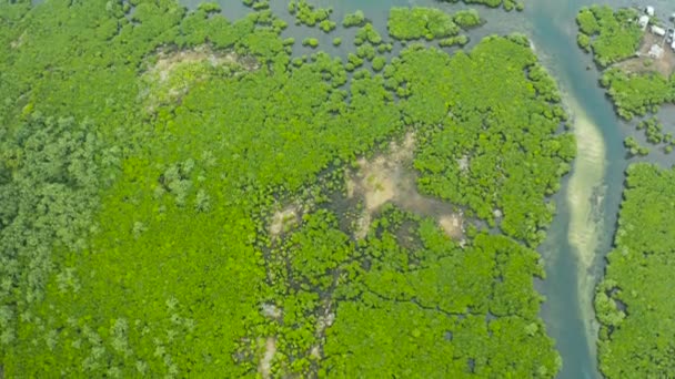 Αεροφωτογραφία του δάσους Mangrove και του ποταμού. — Αρχείο Βίντεο