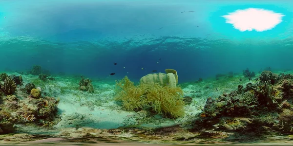 Ο υποβρύχιος κόσμος ενός κοραλλιογενή υφάλου. Φιλιππίνες. Εικονική πραγματικότητα 360 — Φωτογραφία Αρχείου