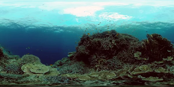 Recifes de coral e peixes tropicais. Filipinas. Realidade Virtual 360 — Fotografia de Stock