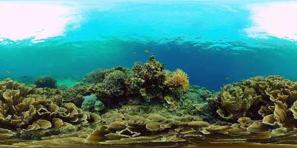 Récif corallien et poissons tropicaux. Philippines. Vue à 360 degrés. — Photo