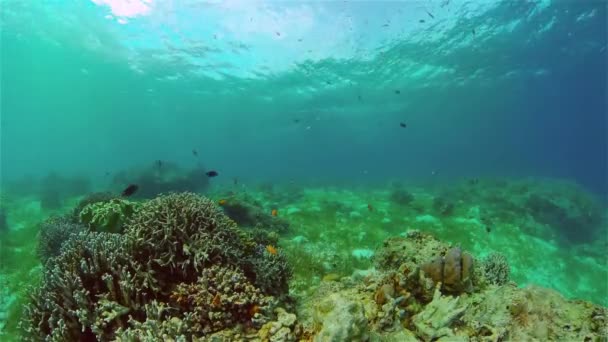 Barriera corallina e pesci tropicali sott'acqua. Filippine. — Video Stock
