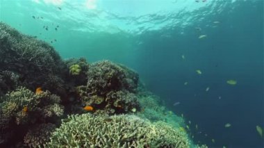 Mercan kayalıkları ve tropikal balıklar. Filipinler.