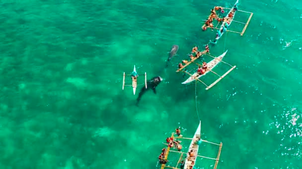 Oslob Whale Shark Watching in Filippijnen, Cebu Island. — Stockvideo