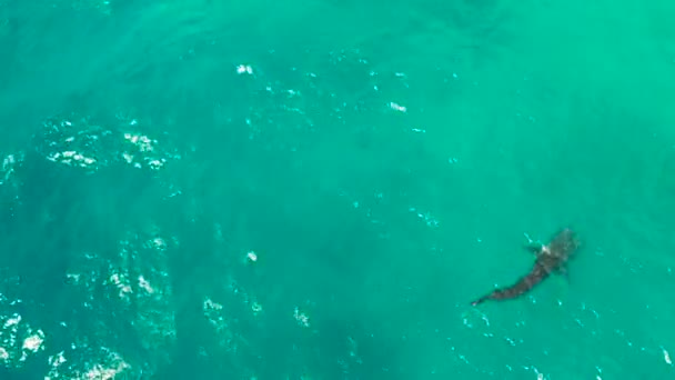 Requin baleine dans les eaux bleues claires. Philippines, Cebu — Video