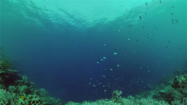 El mundo submarino de un arrecife de coral. Filipinas. — Vídeo de stock