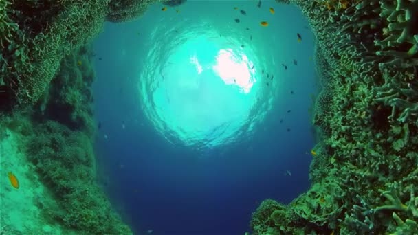 Recifes de coral e peixes tropicais. Filipinas. — Vídeo de Stock