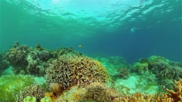Mercan resifi ve tropikal balıklar su altında. Filipinler. — Stok video