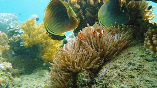 Sea anemone and clown fish.