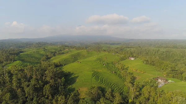 Rice fields with agricultural land in indonesia — Stock Photo, Image