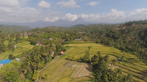 Endonezya 'da tarım arazisi olan pirinç tarlaları — Stok fotoğraf