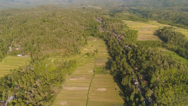 Campos de arroz con tierras agrícolas en indonesia —  Fotos de Stock