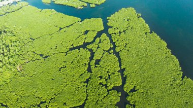 Mangrove ormanının ve nehrin havadan görünüşü.