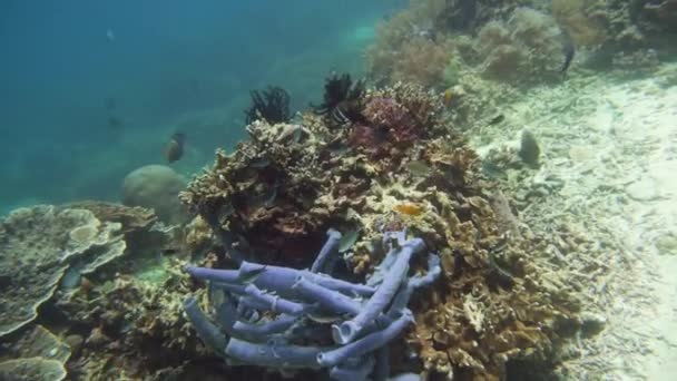 Koraalrif en tropische vissen. Camiguin, Filipijnen — Stockvideo