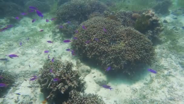 Korallrev och tropisk fisk under vatten. Camiguin, Filippinerna — Stockvideo