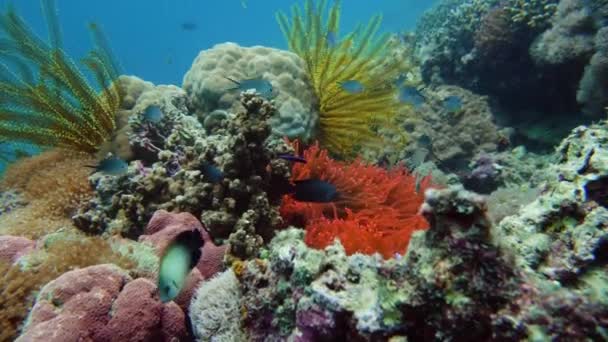Коралловый риф и рыбы под водой. — стоковое видео