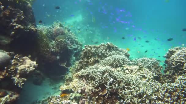 Lumea subacvatică a unui recif de corali . — Videoclip de stoc